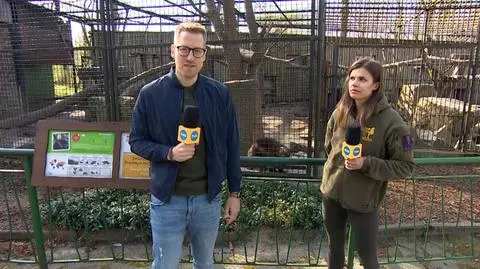 W chorzowskim zoo urodziły się rosomaki