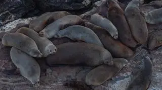 Kotiki nowozelandzkie i uchatki australijskie. Poznaj wyjątkowe foki, które żyją w Australii