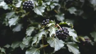 Domowe wino z jeżyn. Przepis krok po kroku
