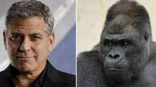 Goryl podobny do hollywoodzkiego aktora?