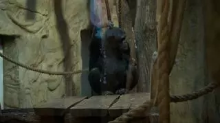 Szympans Frodo skończył 10 lat 