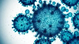 Jak groźny może być wirus ptasiej grypy? 