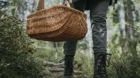 W jaką pogodę najlepiej udać się na grzybobranie? 