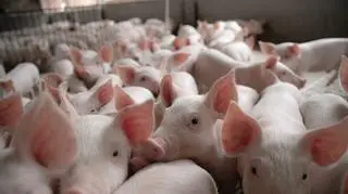 Ciała dwóch kobiet w chlewie. "Świnie zjedzą wszystko"