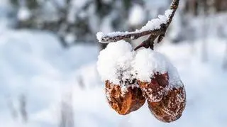 Widzisz to na owocowych drzewkach? Koniecznie zerwij