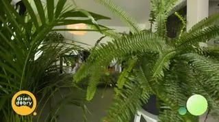 Ratujemy pachirę wodną Małgorzaty – napisy