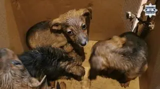 Ktoś porzucił karton ze szczeniakami. Policja szuka właściciela  