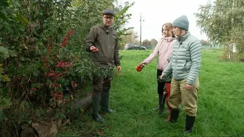 Lasy kieszonkowe to sposób na więcej zieleni. "Dla wielu ludzi to było zaskoczenie" 