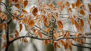 Pogoda na wtorek. Czeka nas mglisty poranek