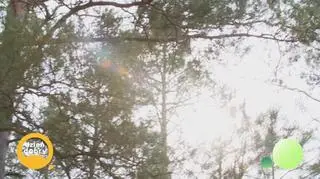 Co zrobić, żeby nie zgubić się w lesie - napisy