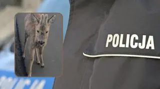 Nietypowa interwencja policji. Zwierzę samo podbiegło do radiowozu