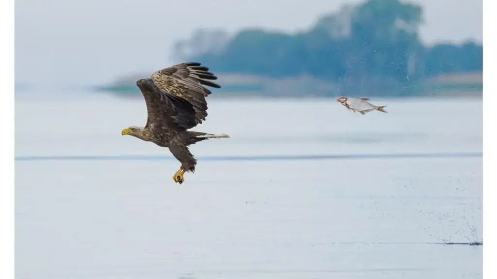 The Nikon Comedy Wildlife Photography Awards