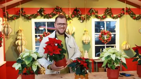 Jak dbać o gwiazdę betlejemską, by zakwitła także za rok? "Zacznie się nam budzić"