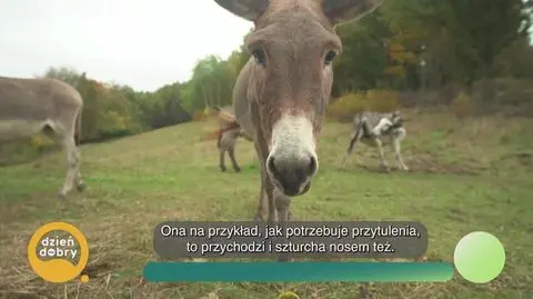 Klatka kluczowa-4437