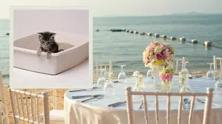 zastawiony stół na plaży, kot w kuwecie