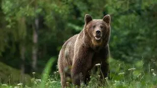 Atak niedźwiedzia w Karpatach. 63-letni mężczyzna w stanie ciężkim trafił do szpitala