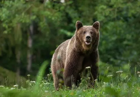 Atak niedźwiedzia w Karpatach. 63-letni mężczyzna w stanie ciężkim trafił do szpitala