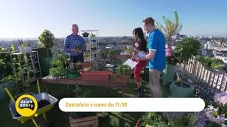 Wiosna przybywa, a wraz z nią warzywa