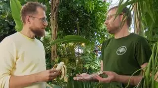 Jak wyhodować bananowca? Poznaj porady ekspertów