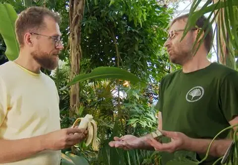 Jak wyhodować bananowca? Poznaj porady ekspertów