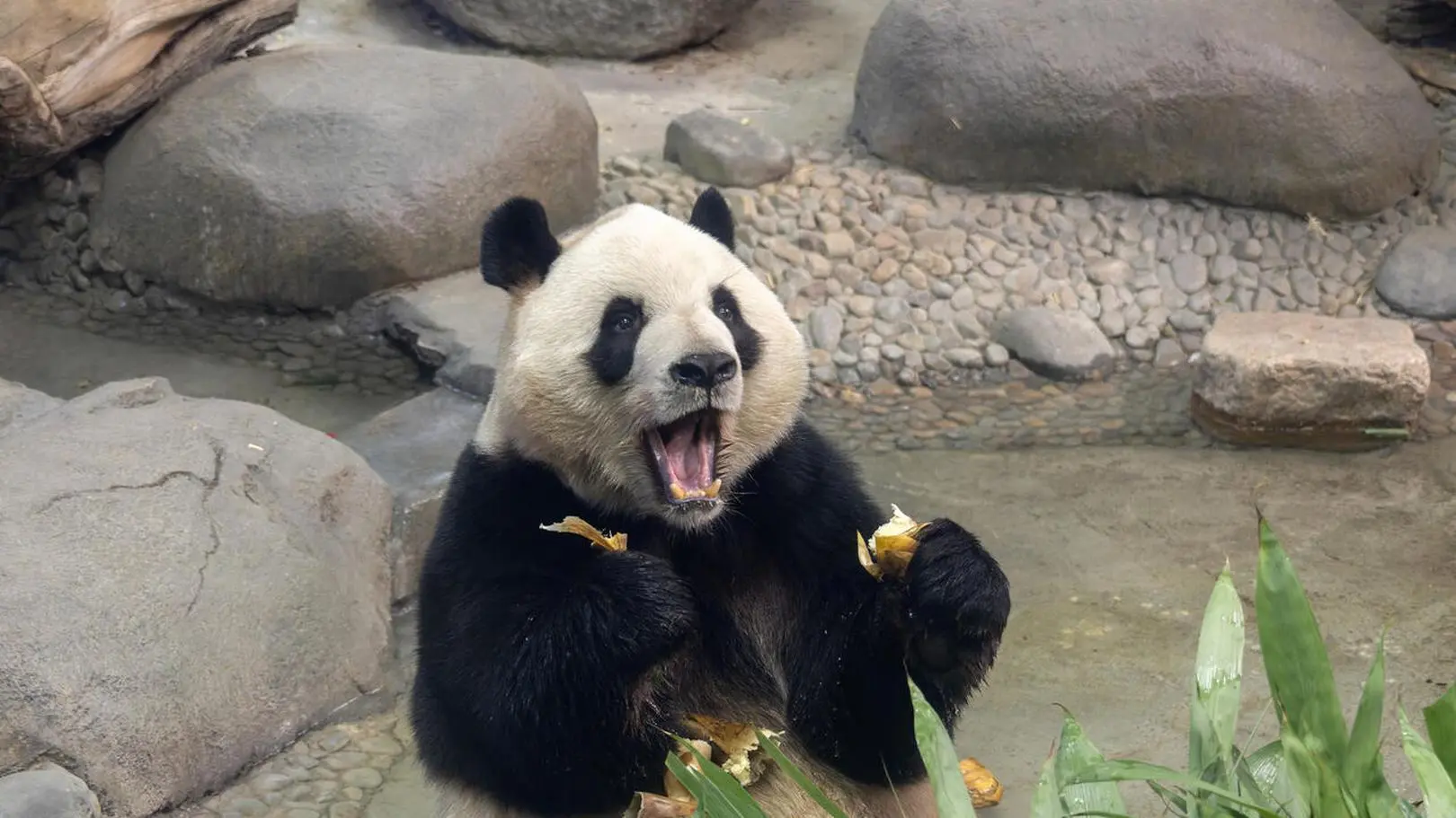 Panda wielka. Biolog obala mity o tym drapieżniku - Dzień Dobry TVN