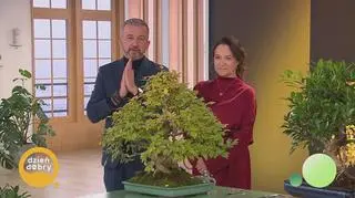 Natura w miniaturze, odkryj piękno bonsai