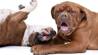 Świat doczekał się nowego rekordzisty. Ma najdłuższy język na świecie