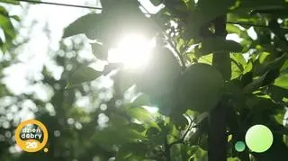 Największy sad Europy 