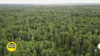 Co w Puszczy Białowieskiej piszczy? 