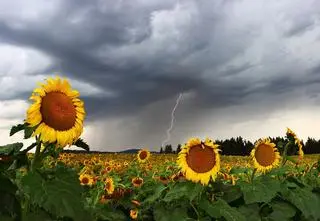 IMGW ostrzega przed burzami. Gdzie aura może być szczególnie groźna? 