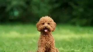 Rodzinny spacer z pudelkiem zamienił się w koszmar. "Atak był gwałtowny" 