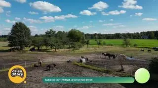 Uratowane konie pomagają ludziom - napisy