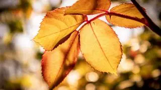 Pogoda na czwartek. Szykuje się pogodny i słoneczny dzień