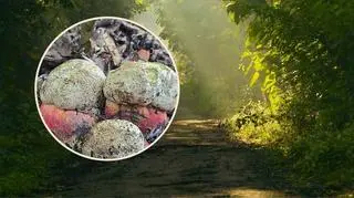 Zaskakujące zjawisko w Poznaniu. W mieście pojawiły się niezwykłe grzyby