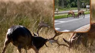 Niezwykłe zjawisko na ulicach Zakopanego. Doszło do walk jeleni szlachetnych