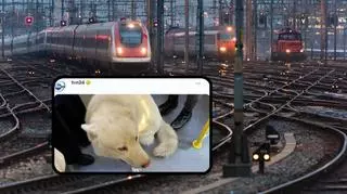 Pies rasy husky podróżował samotnie pociągiem po Polsce