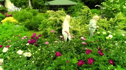 20240813_GHTV_NMWO_Piwonie