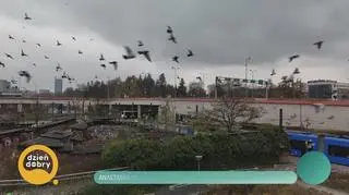 Anastasiia i gołąb 