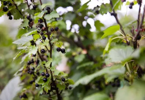 Porzeczka alpejska – tajniki uprawy i pielęgnacji gatunku