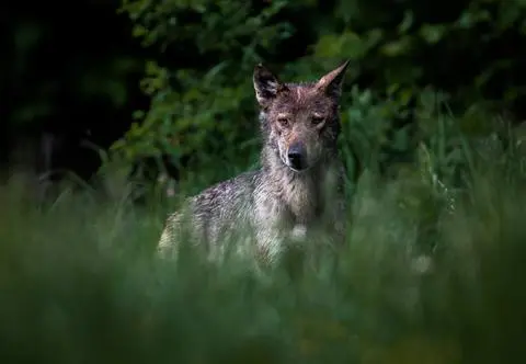 Wilki coraz bliżej ludzkich domów. "Apelujemy o zachowanie szczególnej ostrożności"
