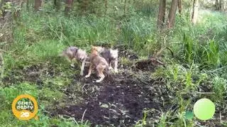 Wilcza lekcja miłości (napisy)