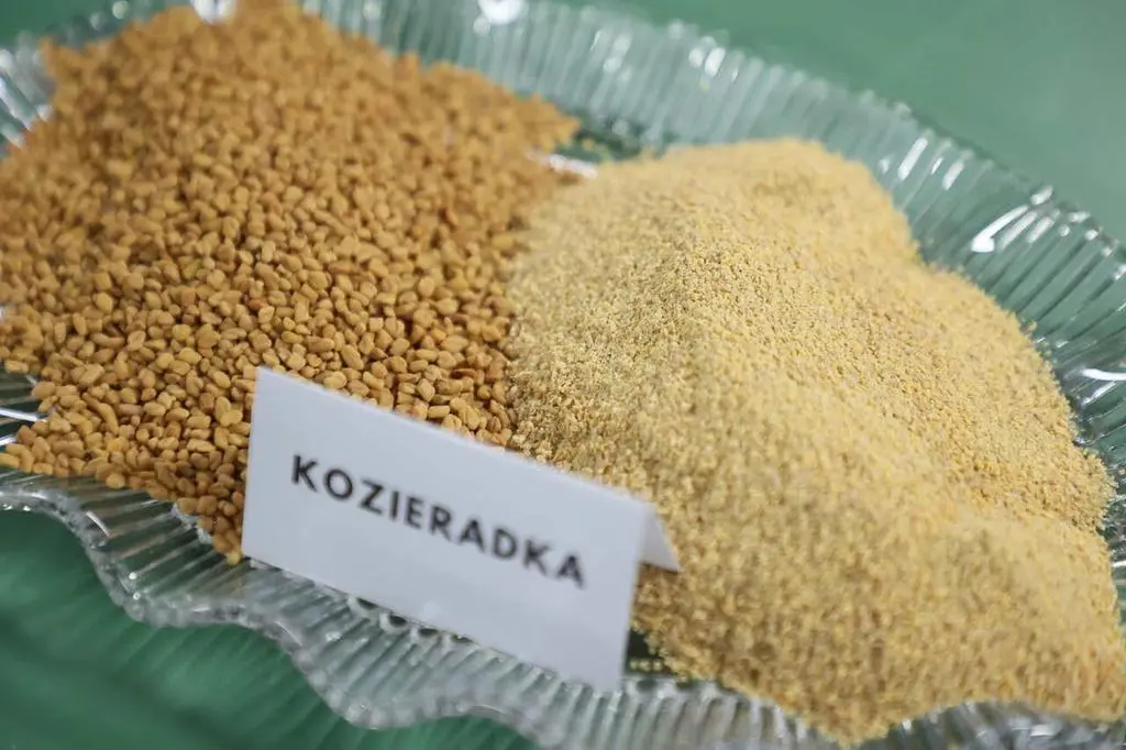 kozieradka