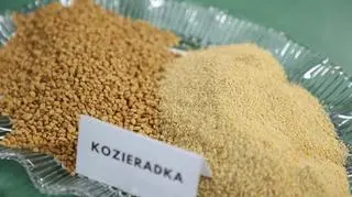 kozieradka