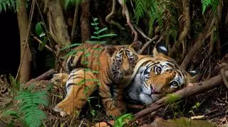 Ich populacja zmniejszyła się o 96%. Dziś obchodzą swoje święto. Jak pomagać tygrysom?