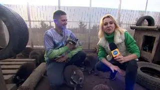 Odwiedzamy azyl dla szopów w Kryształowicach