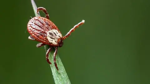 Pojawił się nowy wirus przenoszony przez kleszcze 