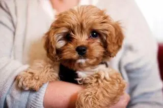 Pies rasy cavapoo