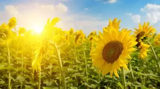 Pogoda na weekend. Gdzie będą upały? IMGW planuje alerty dla kilku województw