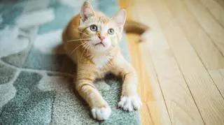 Czym jest FIV u kota? Skąd bierze się ten wirus i jak dbać o zarażonego pupila?