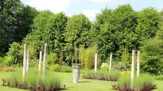 Berberys kolumnowy – odmiany, przycinanie i uprawa. Jak stosować owoce berberysu?